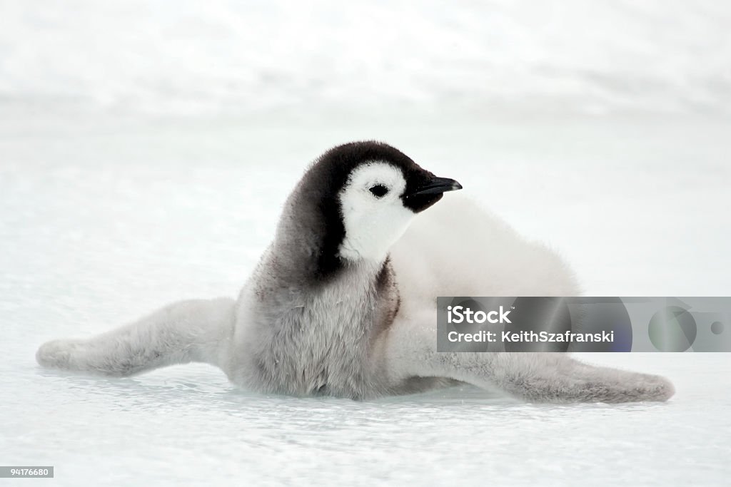 Pinguino imperatore Chick rilassandosi su ghiaccio - Foto stock royalty-free di Pinguino