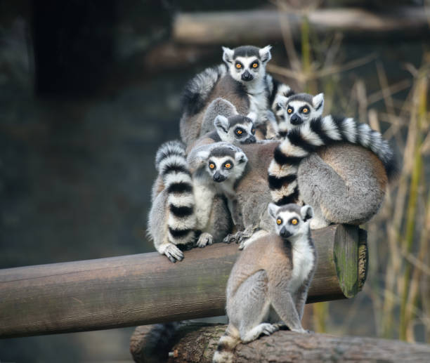 istock Family of ring-tailed lemurs 941768814