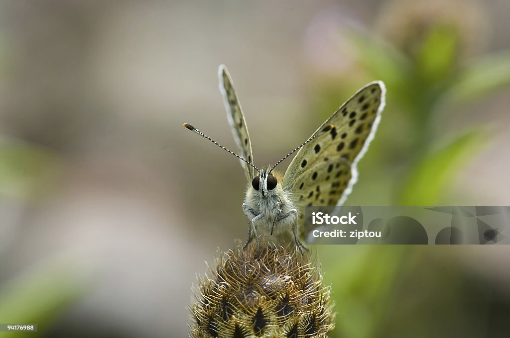 Lycaenidae  Animal Stock Photo