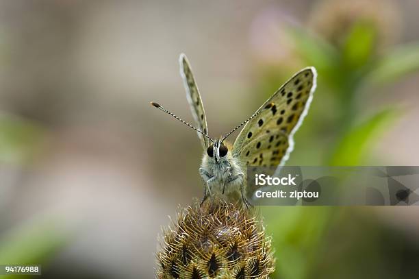 Lycaenidae Stock Photo - Download Image Now - Animal, Butterfly - Insect, Color Image