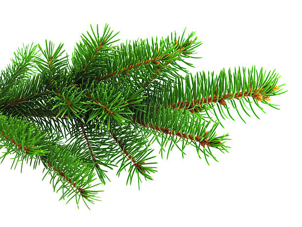 istock Fresh green spruce branch on white background 94177002