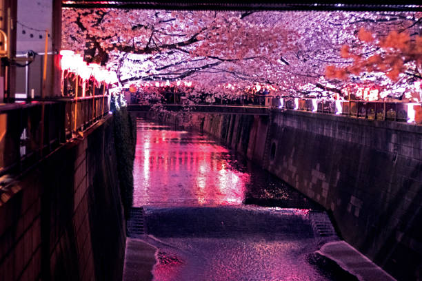 istock Sakura river at beautiful night in Tokyo (Cherry blossoms) 941776110