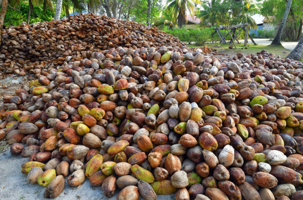 istock Seychelles Island, La Digue. Cocos 941776130