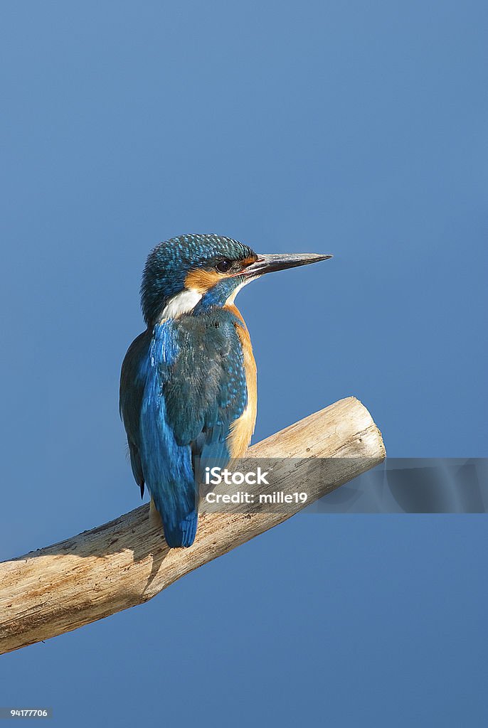 martin-pêcheur - Photo de Animaux à l'état sauvage libre de droits