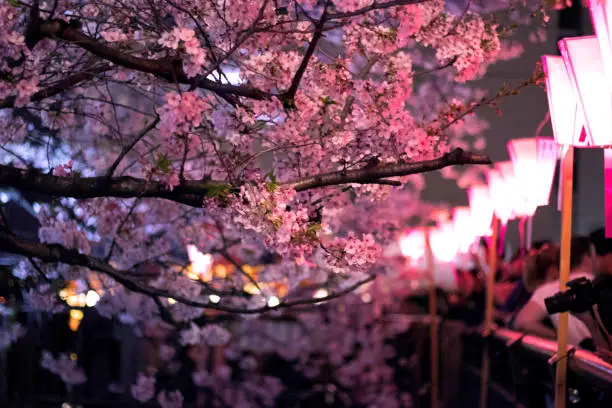 Photo of Sakura, branches are likely to reach the bridge (Cherry blossoms)