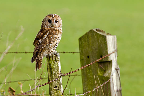 istock Tawny Owl sat on fence 94178017