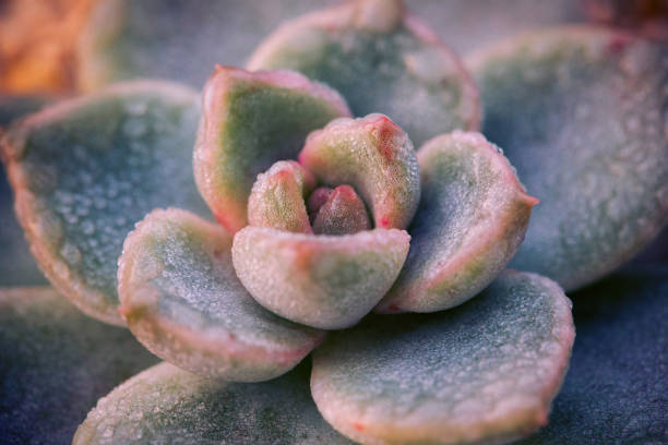 istock Close up of succulent plant backgruond 941781672
