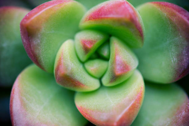 istock Close up of succulent plant backgruond 941781742