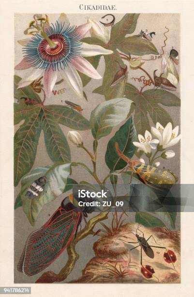 Cicadas Lithograph Published In 1897 Stock Illustration - Download Image Now - Passion Flower, Illustration, Animal