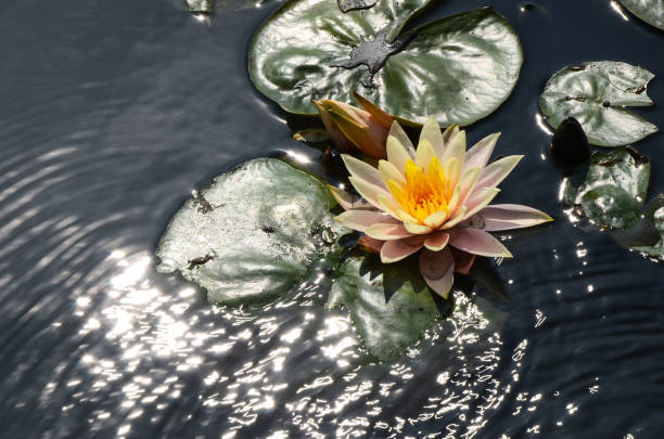 istock Water lily Nymphaea tetragona 941786326