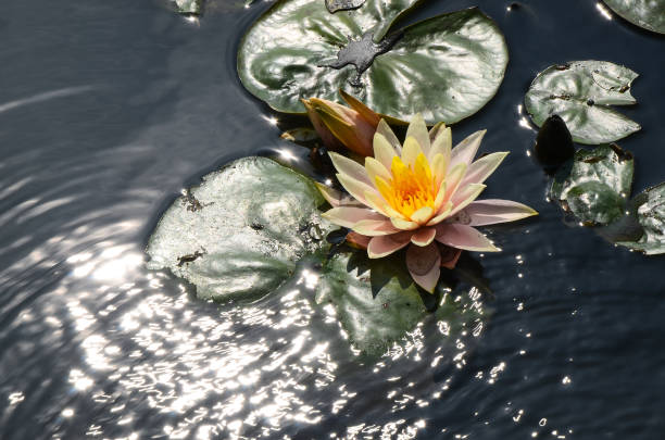 istock Water lily Nymphaea tetragona 941786358