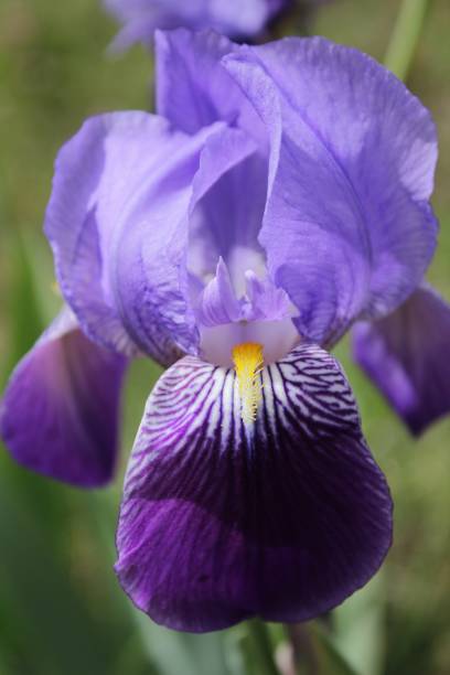 istock Bearded Iris, Iris Germanica in the garden 941792460
