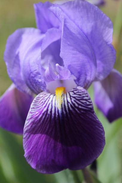 istock Bearded Iris, Iris Germanica in the garden 941792660