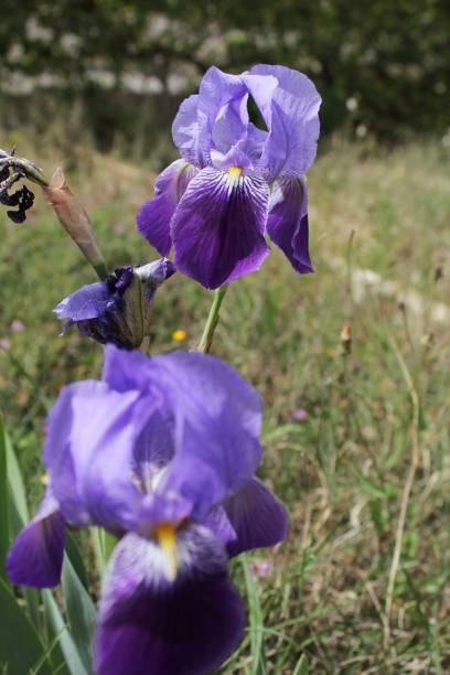 istock Bearded Iris, Iris Germanica in the garden 941792794