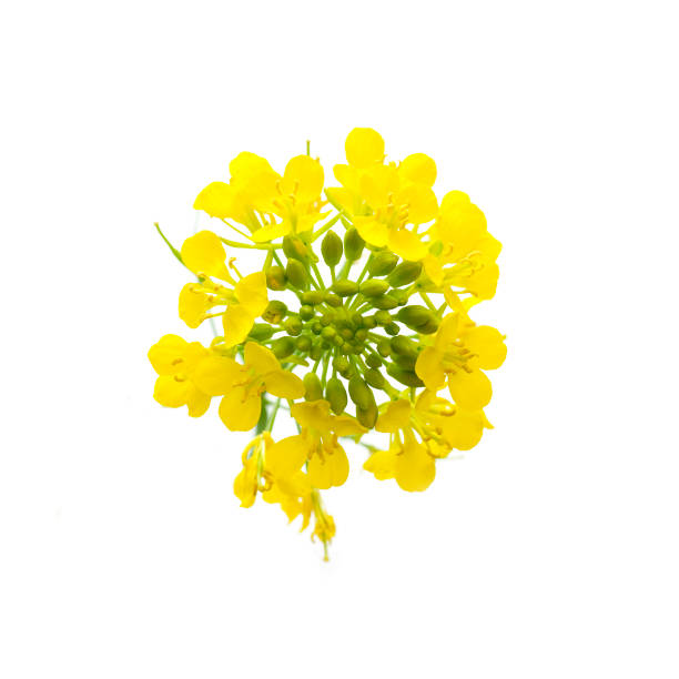 istock yellow flowers of rapeseed 941793248