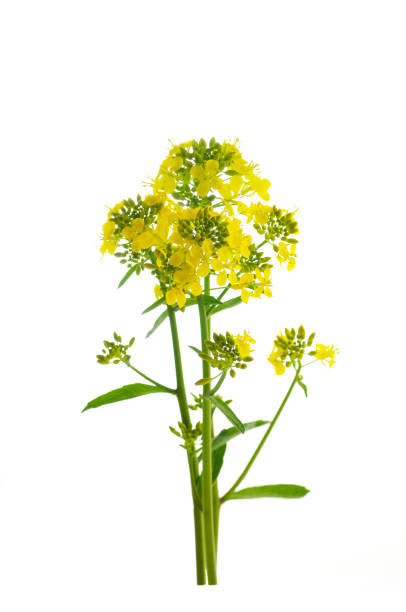 istock yellow flowers of rapeseed 941793256