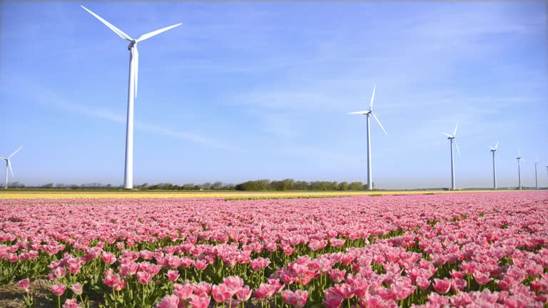 Big Dutch colorful tulip fields with wind turbines