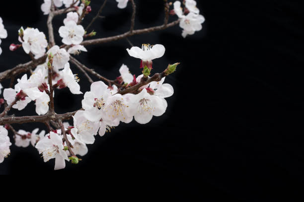 istock Cherry blossom have begun to bloom 941793558