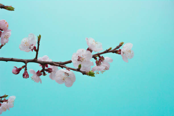 istock Cherry blossom have begun to bloom 941793594
