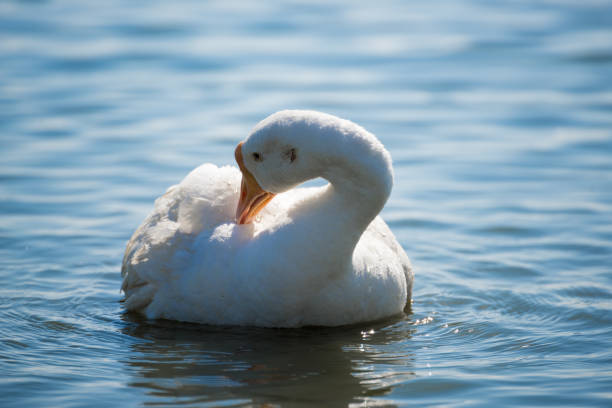 istock Beautiful White goose in a lake 941794014