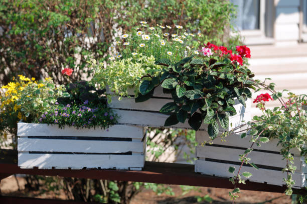 istock Summer blooming flowers in box in the yard 941794536
