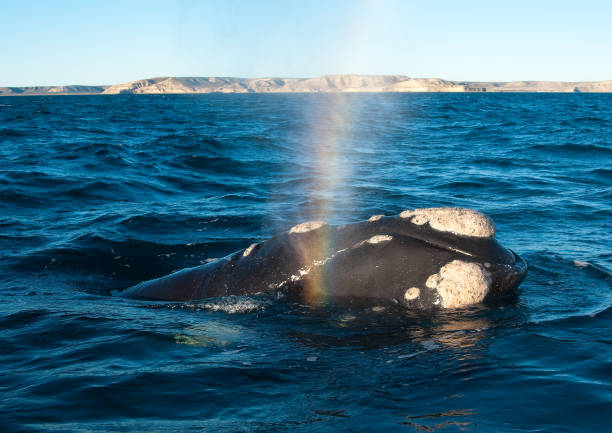 istock A Right Whale in Peninsula Valdes, Argentina. 941796266