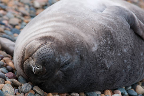 istock Baby Seal Sleeping in Patagonia 941796274
