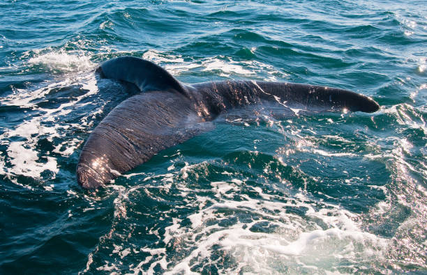 istock A Right Whale in Peninsula Valdes, Argentina. 941796286