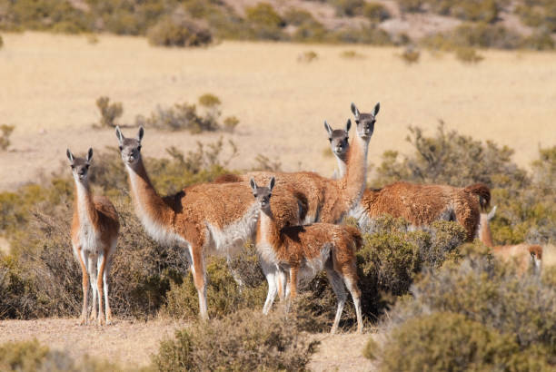 istock Guanaco (Lama Guanicoe) in Patagonia