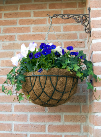 petunia in hanging pots on the wall of a modern building