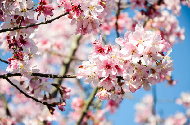 istock Cherry blossoms season 941796900