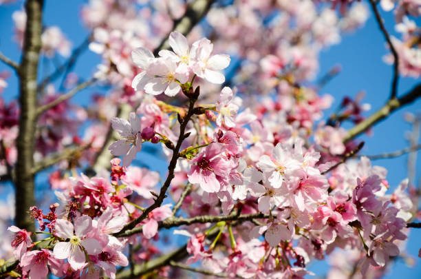 istock Cherry blossoms season 941797430