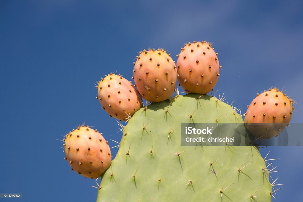 Фрукты с изображением кактусов - Сток�овые фото Туна роялти-фри