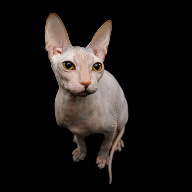 istock Pink Sphynx Cat Isolated on Black Background 941800086