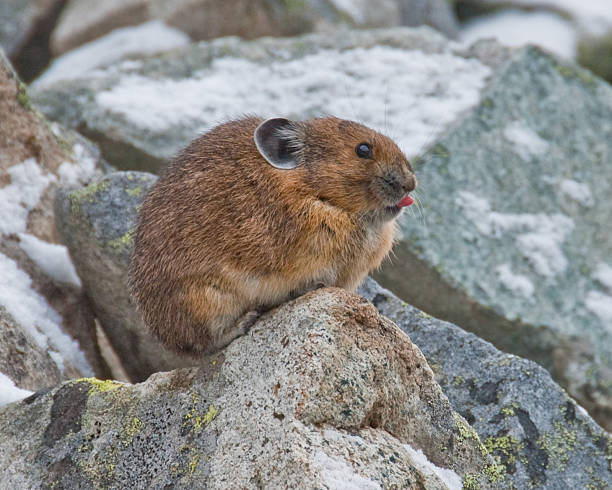 The American Pika (Ochotona princeps) is an herbivorous, smaller relative of the rabbit. These cute rodents can be found in the mountains of western North America usually above the tree line in large boulder fields. The pika could become the first mammal in United States to be listed as endangered by the US Fish and Wildlife Service as a result of global climate change. This pika was found near Sunrise Lake in Mount Rainier National Park, Washington State, USA.