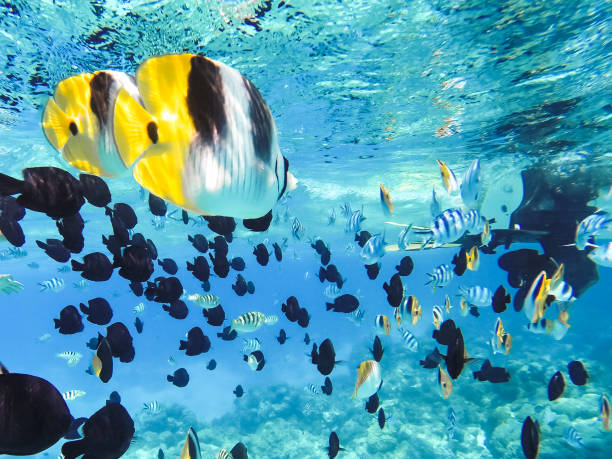 istock Bora Bora, French Polynesia. Snorkeling in turquoise waters. 941804122