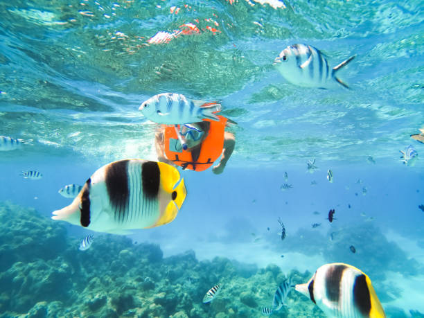istock Bora Bora, French Polynesia. Snorkeling in turquoise waters. 941804376