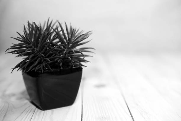 istock The small plant in the black pot place 941807788