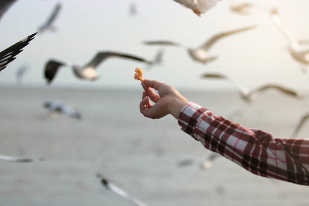 istock Human's hand feeding seagulls on the sky background. 941817814