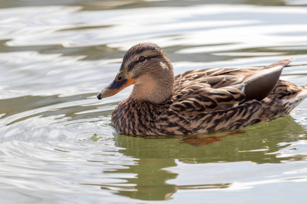 istock Wild duck Mallard Anas platyrhynchos. Female Duck. 941821396