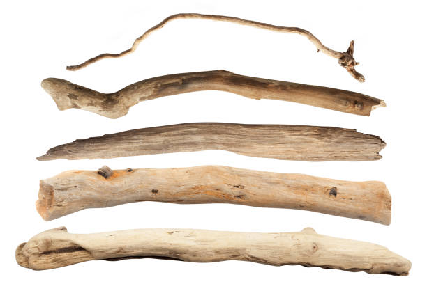 Set of dry tree branch Isolated with Clipping Path Set of dry tree branch Isolated with Clipping Path twig stick wood branch stock pictures, royalty-free photos & images