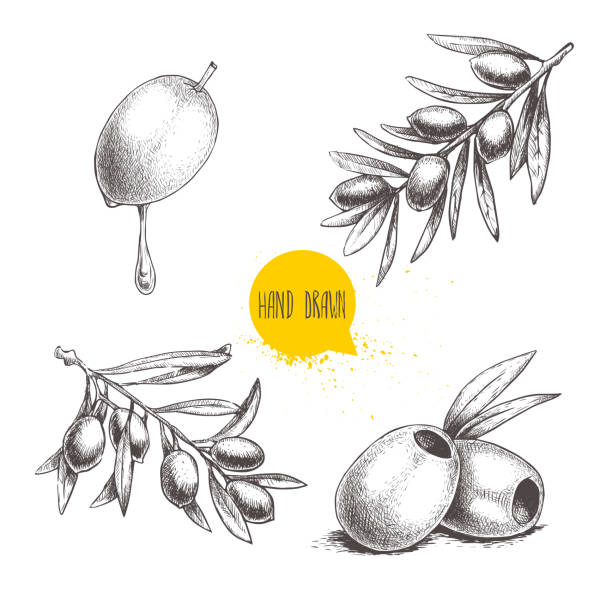 illustrazioni stock, clip art, cartoni animati e icone di tendenza di schizzo del set di olive disegnate a mano. frutta d'oliva con goccia d'olio, olive disossate e rami d'ulivo con foglie. illustrazione vettoriale isolata su sfondo bianco. - sorteggio