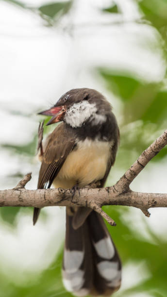 istock Bird (Malaysian Pied Fantail) in a nature wild 941822654