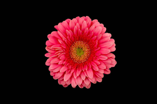 istock Gerbera Flower Isolated on Black Background 941822754