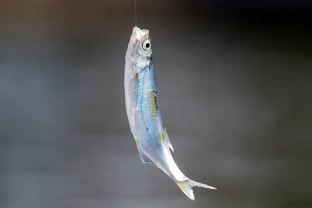 istock Small fish on fishing line 941825956