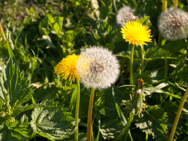 istock dandelion, Taraxacum, blowball 941826848