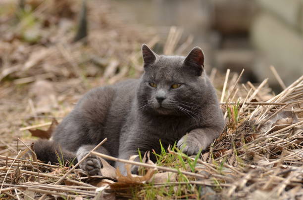 istock Lazy gray cat resting on straw outdoor 941829712