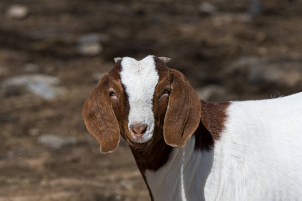 kóz - kid goat goat milk young animal zdjęcia i obrazy z banku zdjęć