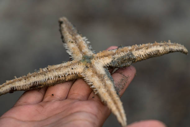istock Starfish or sea stars are star-shaped echinoderms belonging to the class Asteroidea. 941830698