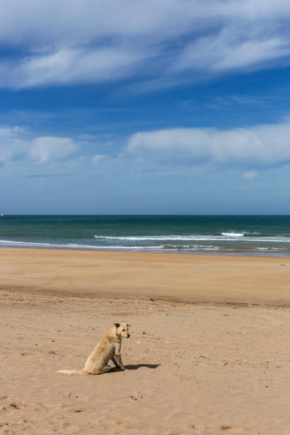 istock dog in the beach 941830846